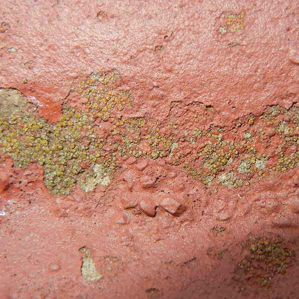 Common Paint Problems and Solutions - fungal growth